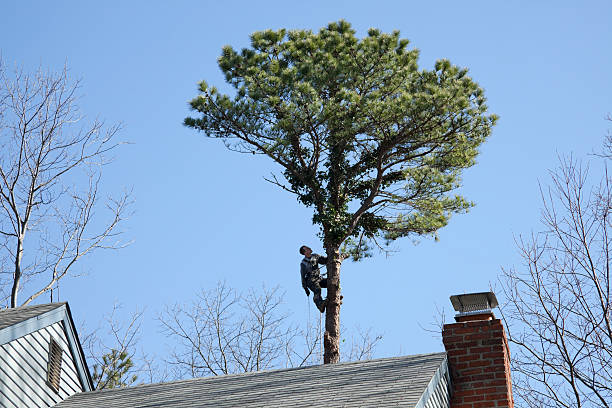 Best Leaf Removal  in Belleview, FL